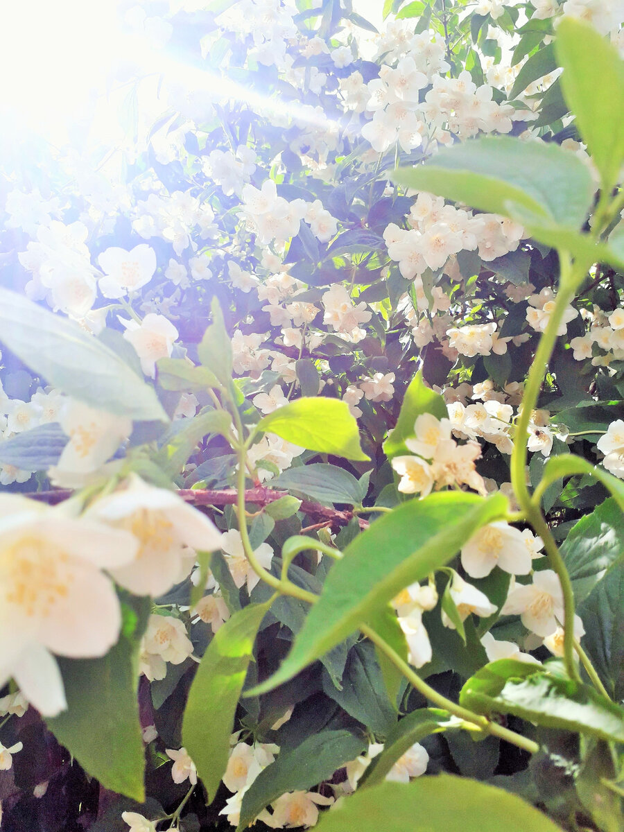 Ароматом и цветением не нарадуюсь.