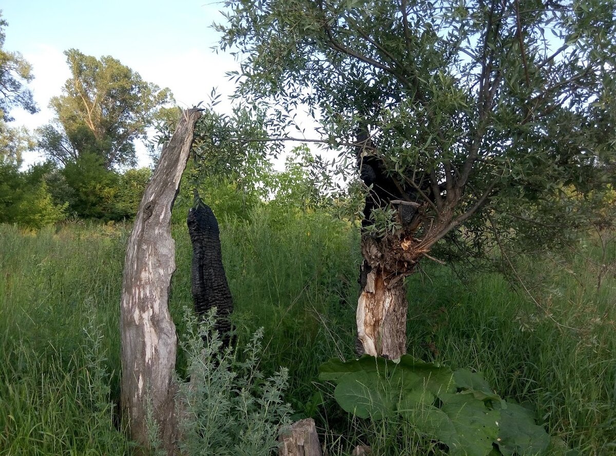 З.Р. Канзафарова. Стойкое дерево. Природа Башкирии.