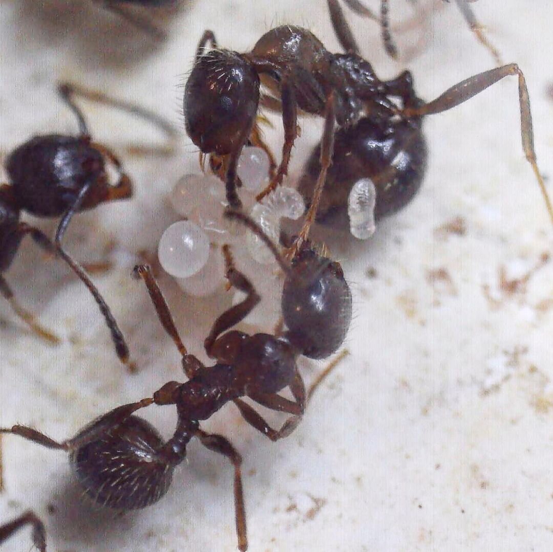 а здесь видно яйца и маленькие личинки, превратившиеся из яиц