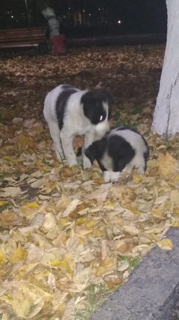 Вот такими их забрали(простите за качество фото)