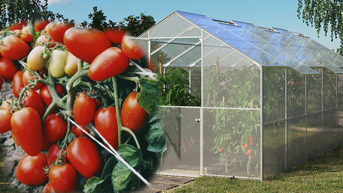 Томаты в теплице