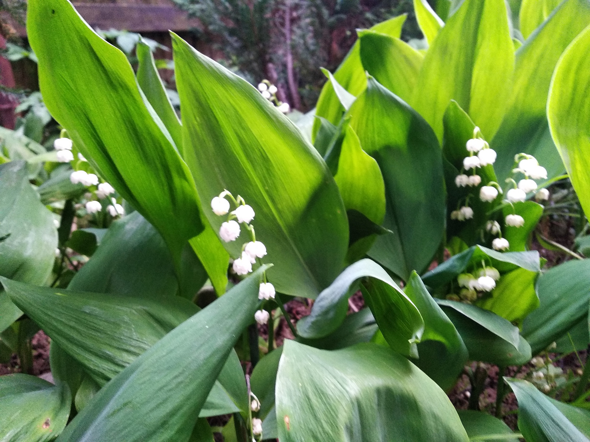 Ландыш майский (Convallaria majalis)