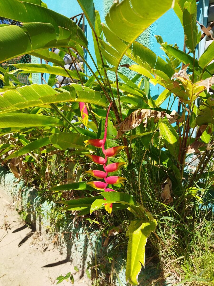 Кубинские дары