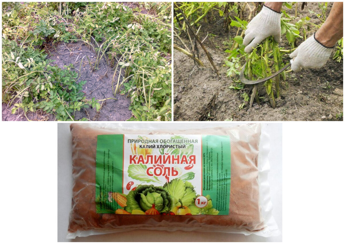 Подготовка картофеля к сбору