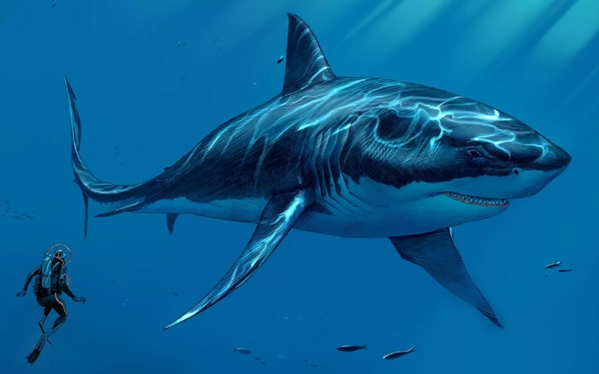 Самого большого мегалодона. Кархародон МЕГАЛОДОН. МЕГАЛОДОН (Otodus Megalodon). Гигантская акула МЕГАЛОДОН. Акула МЕГАЛОДОН фото.