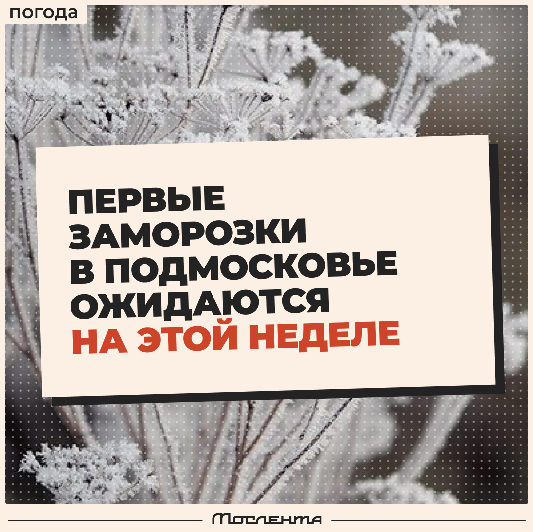 Ночные заморозки могут прийти в Подмосковье уже в это воскресенье ...