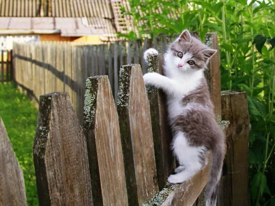 Яндекс картинки