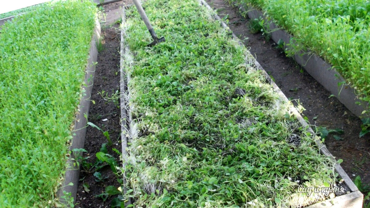 💥Срочно сделайте это осенью и вы сэкономите на удобрениях в следующем ...