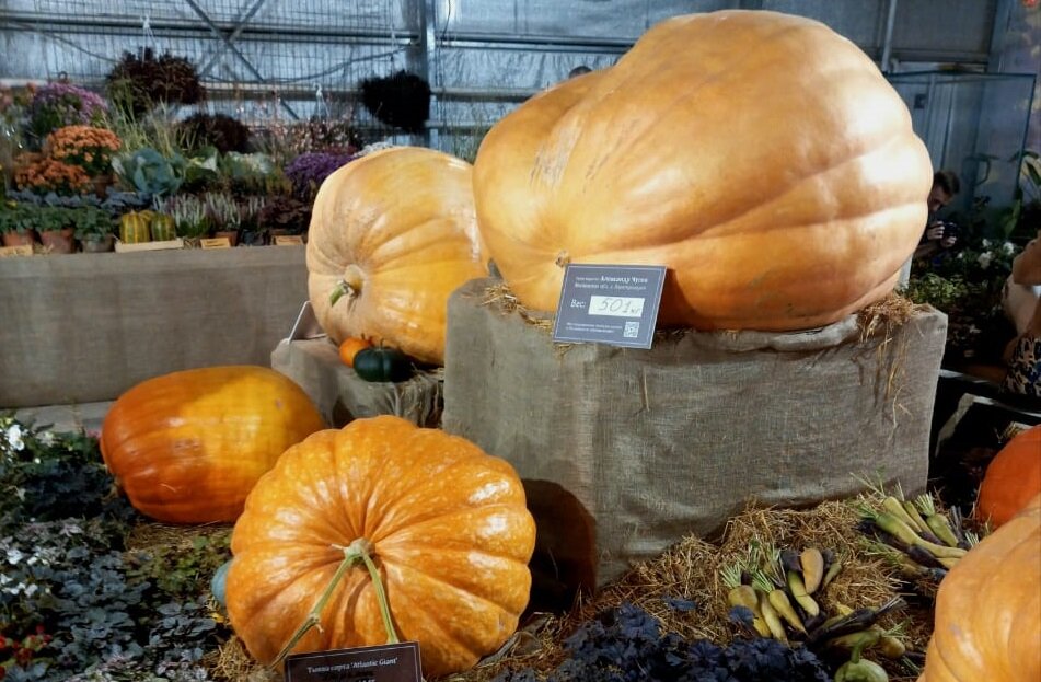 выставка тыкв в Аптекарском огороде