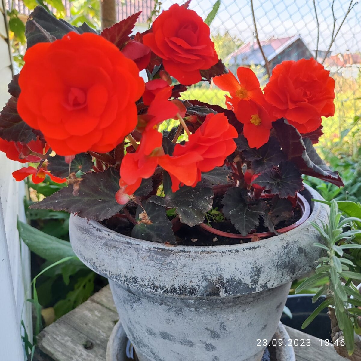 Бегония Нон-стоп оранж