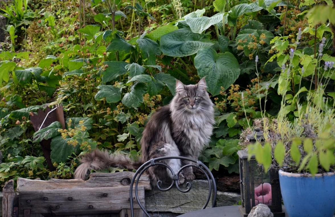 Уговаривает кота остаться в деревне. Норвежский Лесной кот. Кошка на даче. Кот в огороде. Котенок на даче.