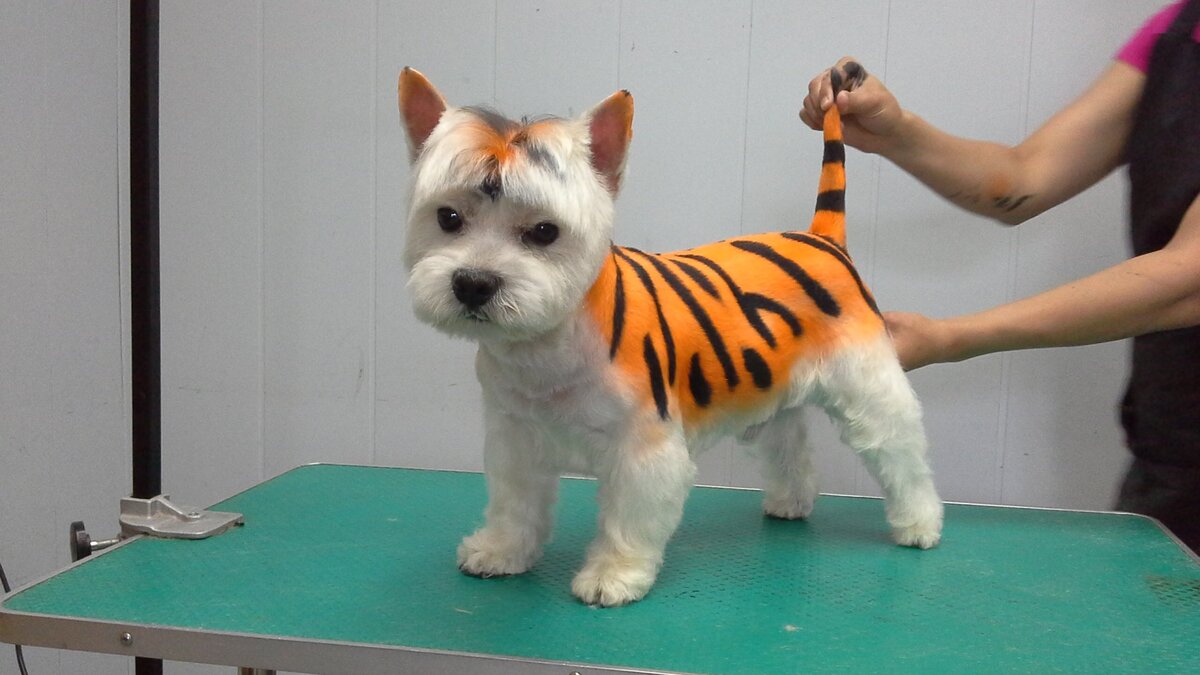 Креативное окрашивание