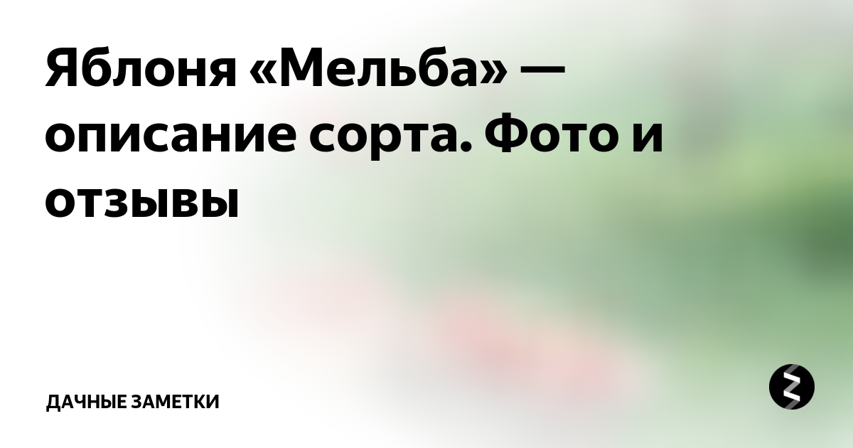 Яблоня «Мельба» — описание сорта. Фото и отзывы | Дачные заметки | Дзен