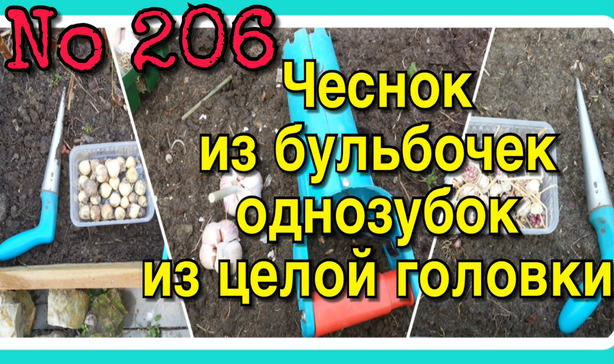 Посадка ЧЕСНОКА под зиму - предлагаю НОВЫЕ интересные способы. 