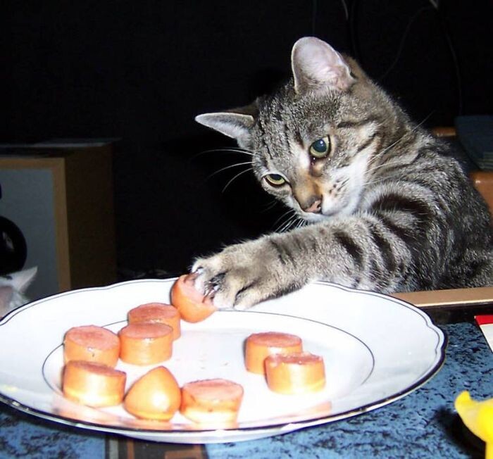 Кот похудел и не ест