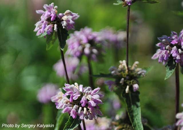 Зопник Рассела. Phlomis tuberosa. 100 Любимых растений пита Удольфа. Phlomis tuberosa PNG.