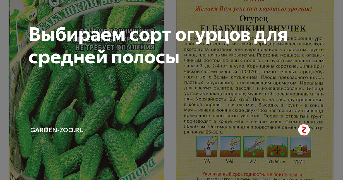 семена огурец бабушкин секрет. сорт огурцов маменькин любимчик. сорта огурцов для открытого грунта средней полосы. сорт огурцов мужская сила. огурцы ранние сорта самоопыляемые.