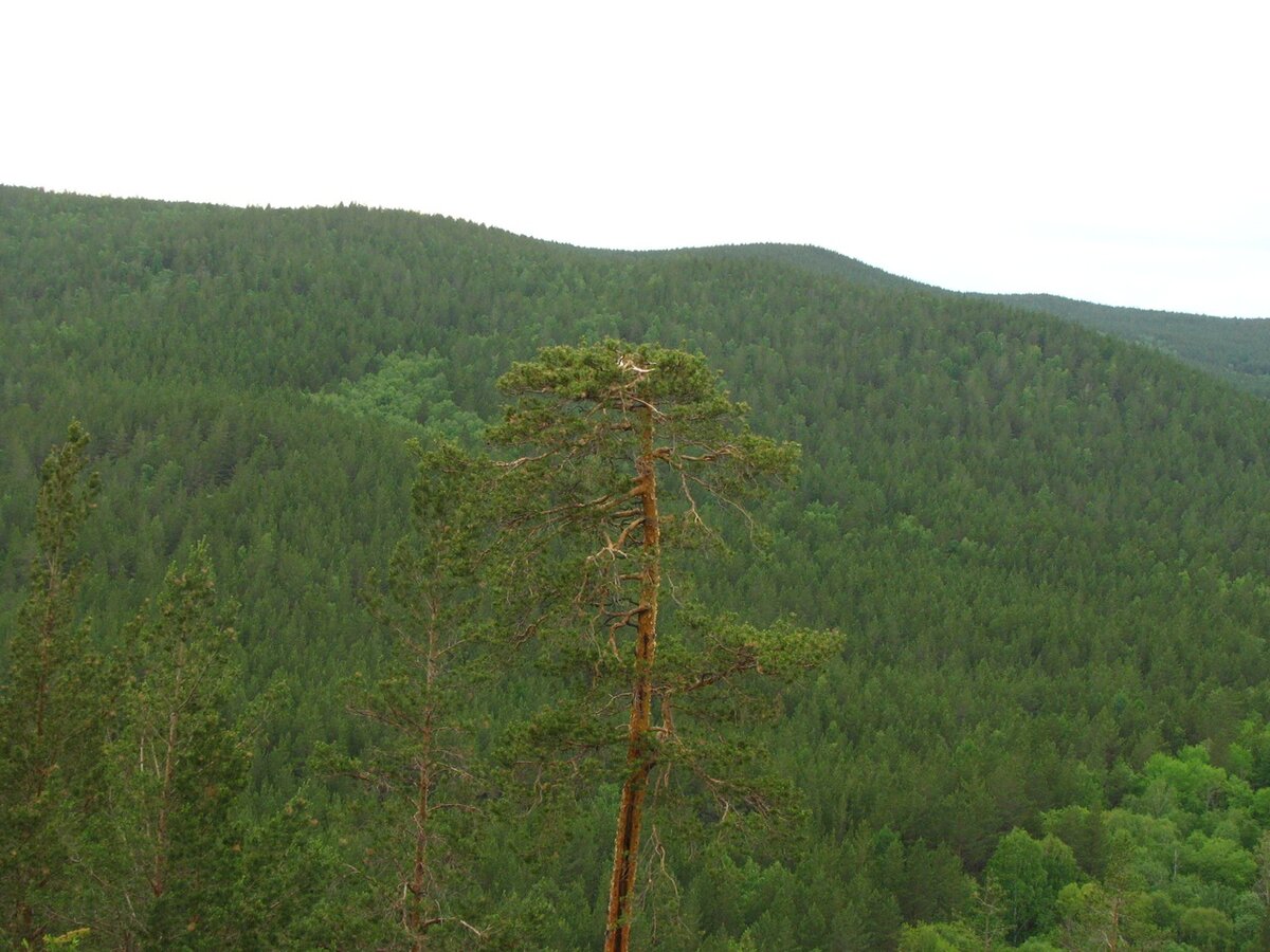 Фото джабык карагайский бор