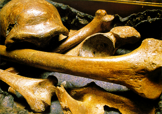 Кости из Фельдгофера, неандерталец