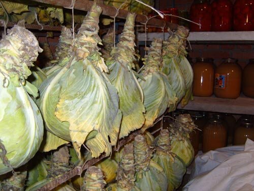 Хранение капусты белокочанной