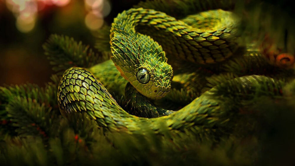 Шершавая древесная гадюка: змея невероятной красоты | Amazing Animals ...