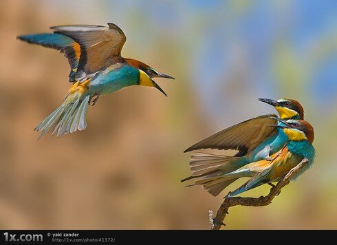 Основы композиции в фотографии