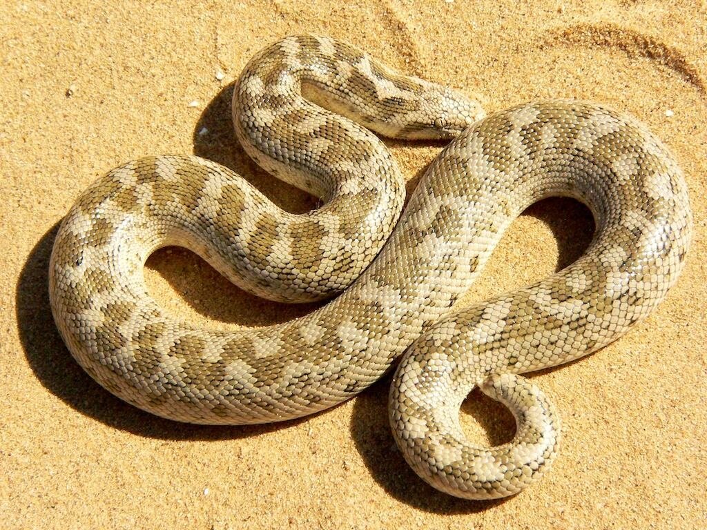 Змей турции. Змея песчаный удавчик. Ошейниковый эйренис. Змея Песчанка. Песочный полоз змея.