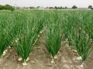 Такой способ посадки дает более поздний урожай, но некоторые садоводы считают, что именно такой лук наиболее вкусный. Сев следует производить в конце апреля или уже под зиму. Выращивание из семян начинается с сортировки. Удаляются все пустые семечки. Для более быстрого прорастания за неделю до посадки семена следует замочить в растворе  марганцовки или метиленовой сини в рекомендуемых пропорциях – 0,1г/1л и 0,3г/1л соответственно. Время от времени жидкость нужно добавлять, но не более чем 1 сантиметр над семенами. Температура – 20-25 градусов. Набравшие влагу семена выкладывают между двумя кусками мешковины равномерным тонким слоем до появления ростков. При этом ткань должна быть влажная, но не мокрая.