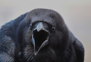 Приметы действительны, когда услышано карканье около своего дома. А вот если в этот же день услышали его еще где-то, это повлечет неудачу.