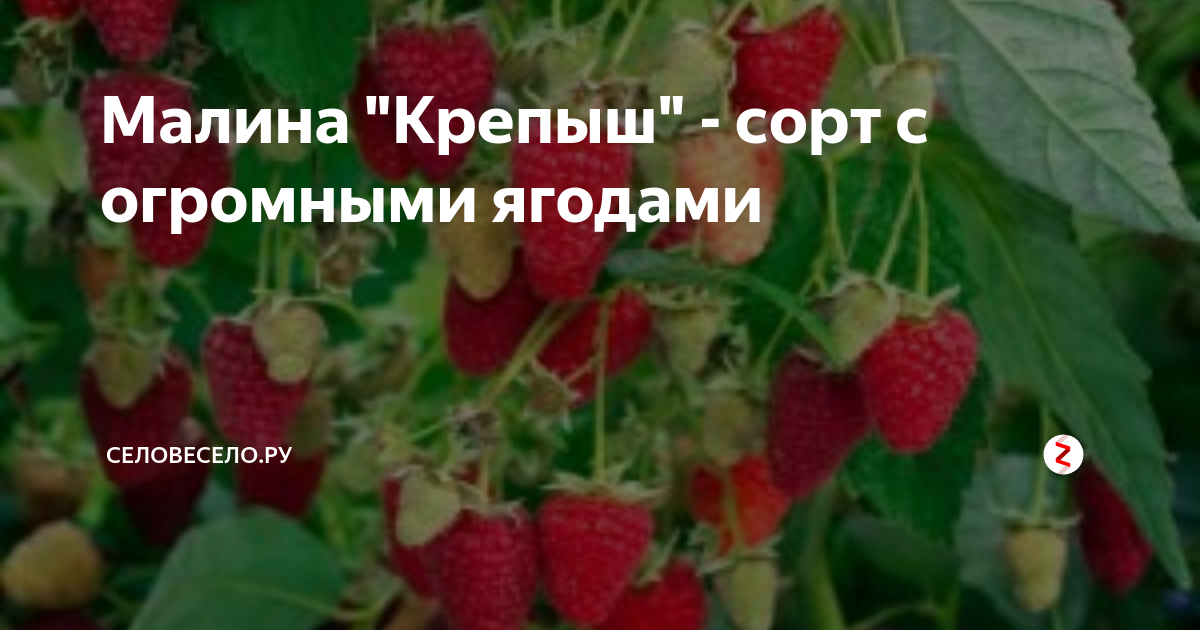 Фотографии МАЛИНОВОЕ ДЕРЕВО КРЕПЫШ ФОТО ОТЗЫВЫ ОПИСАНИЕ