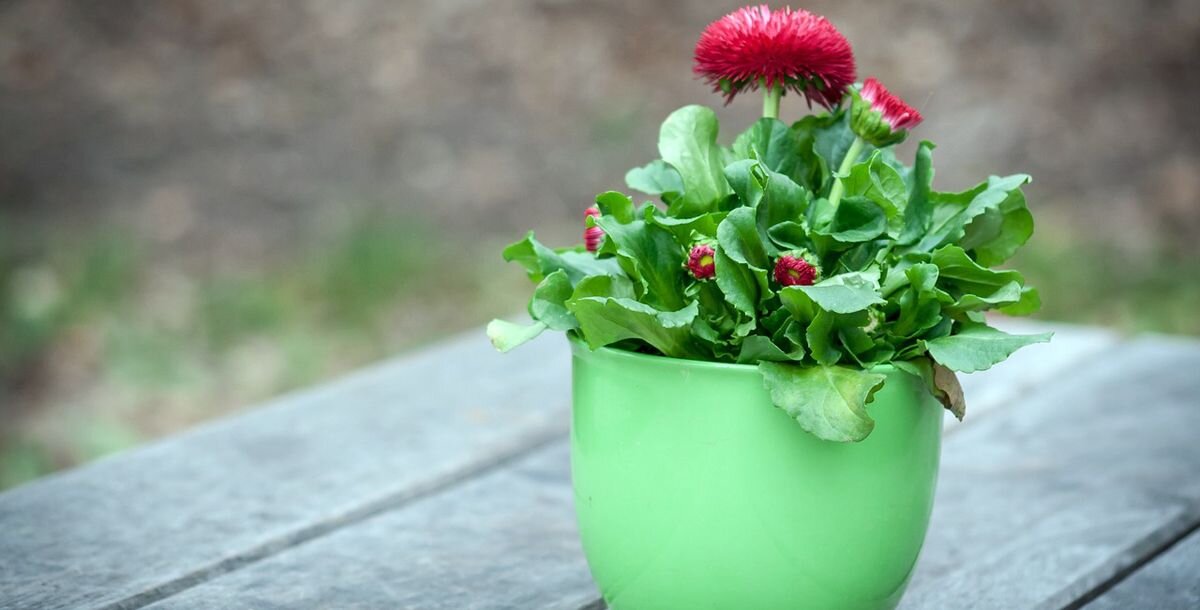 Фото: pixabay.com