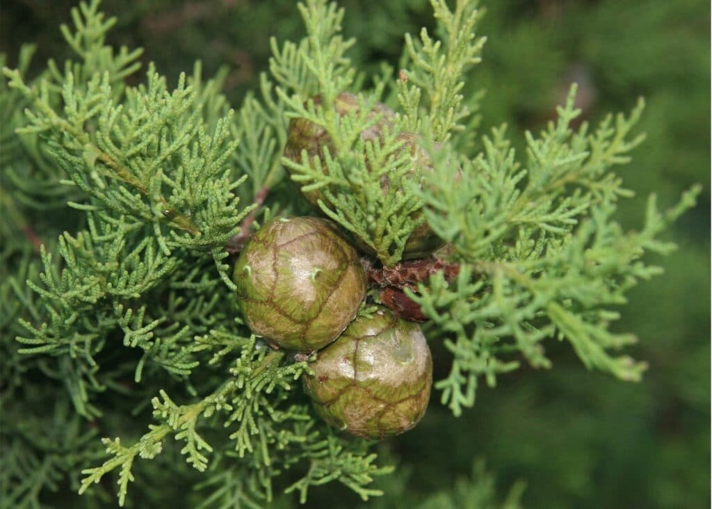 Хвоя и плоды кипариса