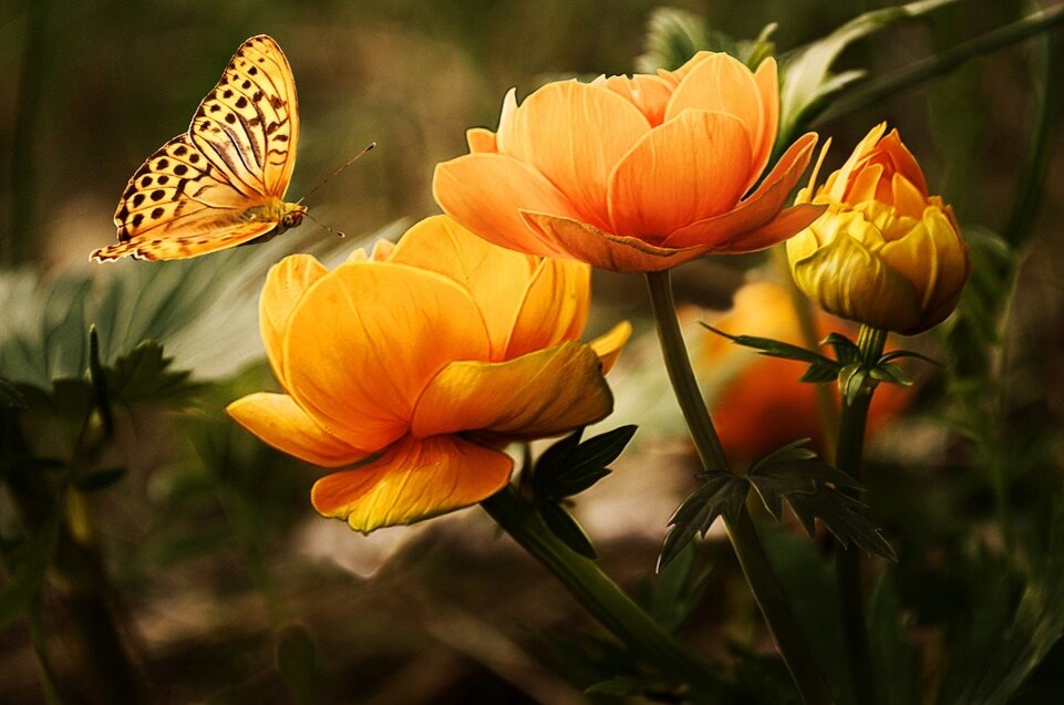 фото сайта: pixabay.com