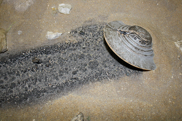  Позднее в газетах появились небольшие сообщения о взрыве НЛО и находке останков пилотов, которые отправлены в лабораторию для тщательного исследования.