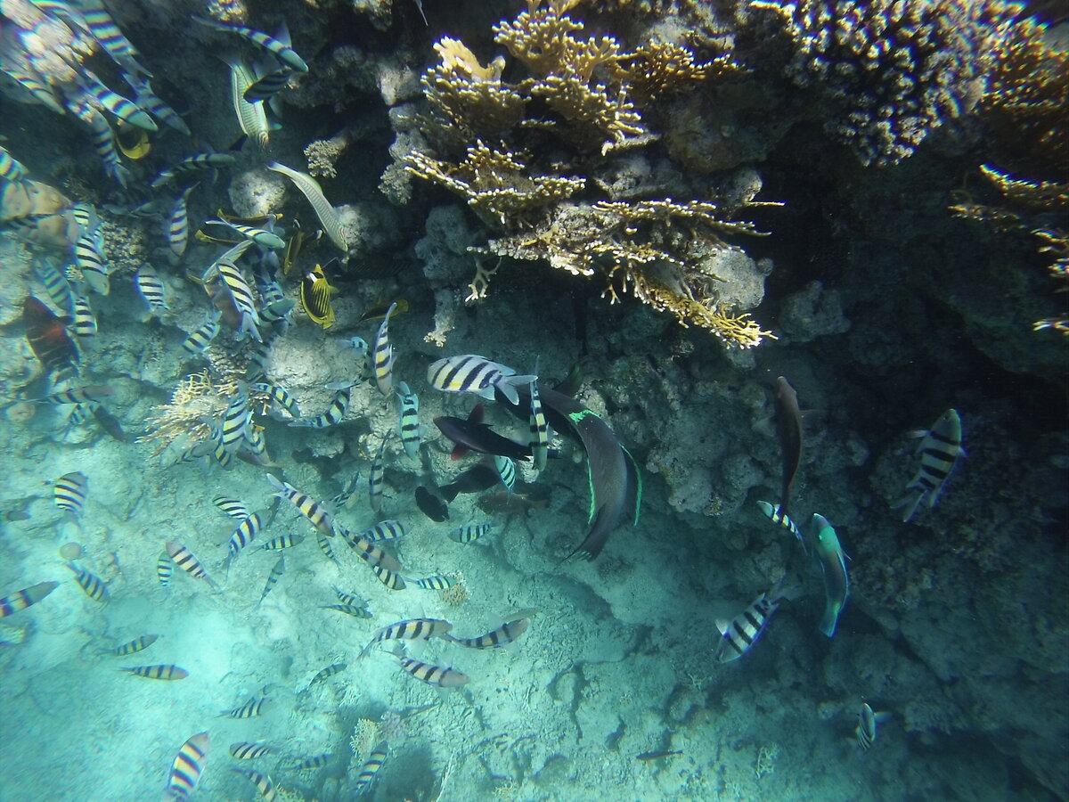 Египет, Шарм-эль-Шейх. 