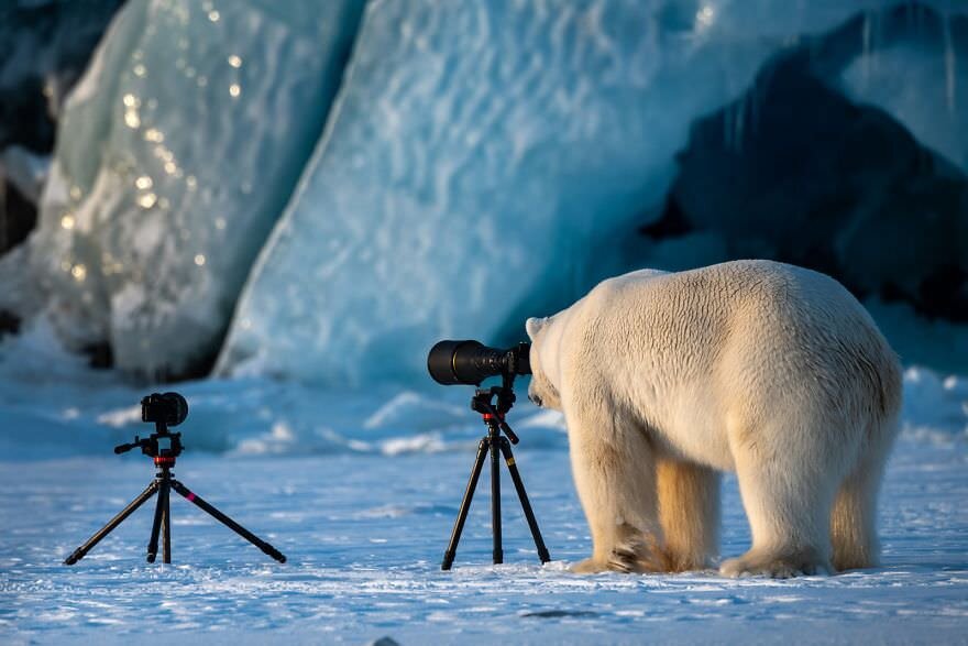 Медведь-фотограф