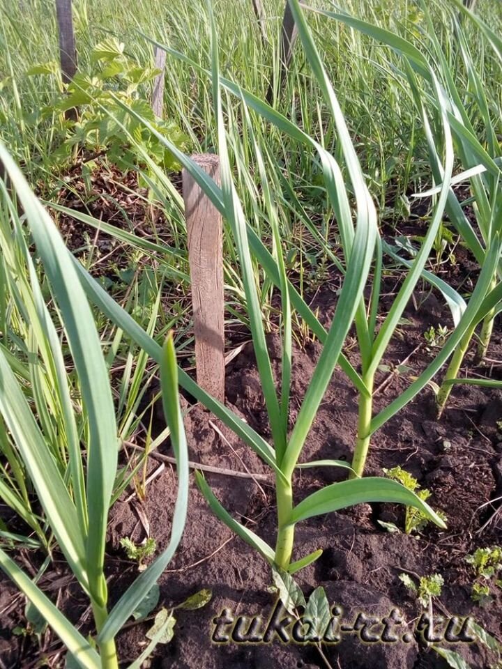 Листья чеснока