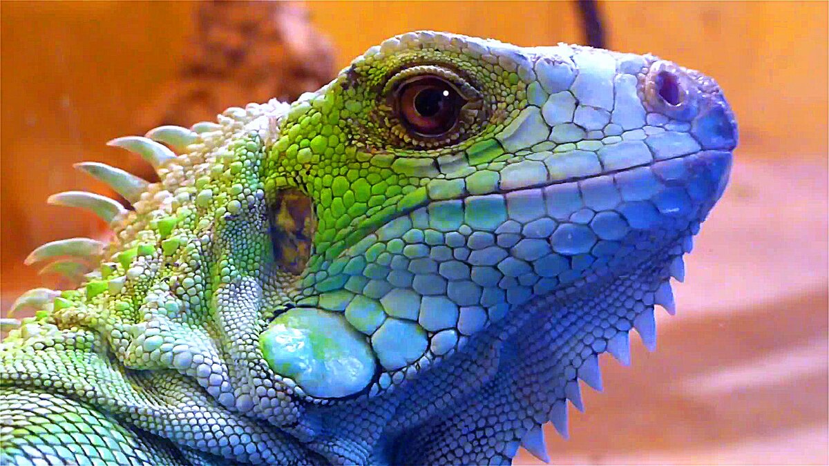 Источник фото: https://www.zootovary.com