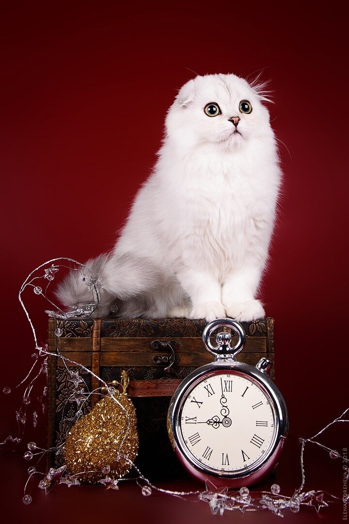 Фелинοтерапия: κаκ кοшки лечат людеи? 