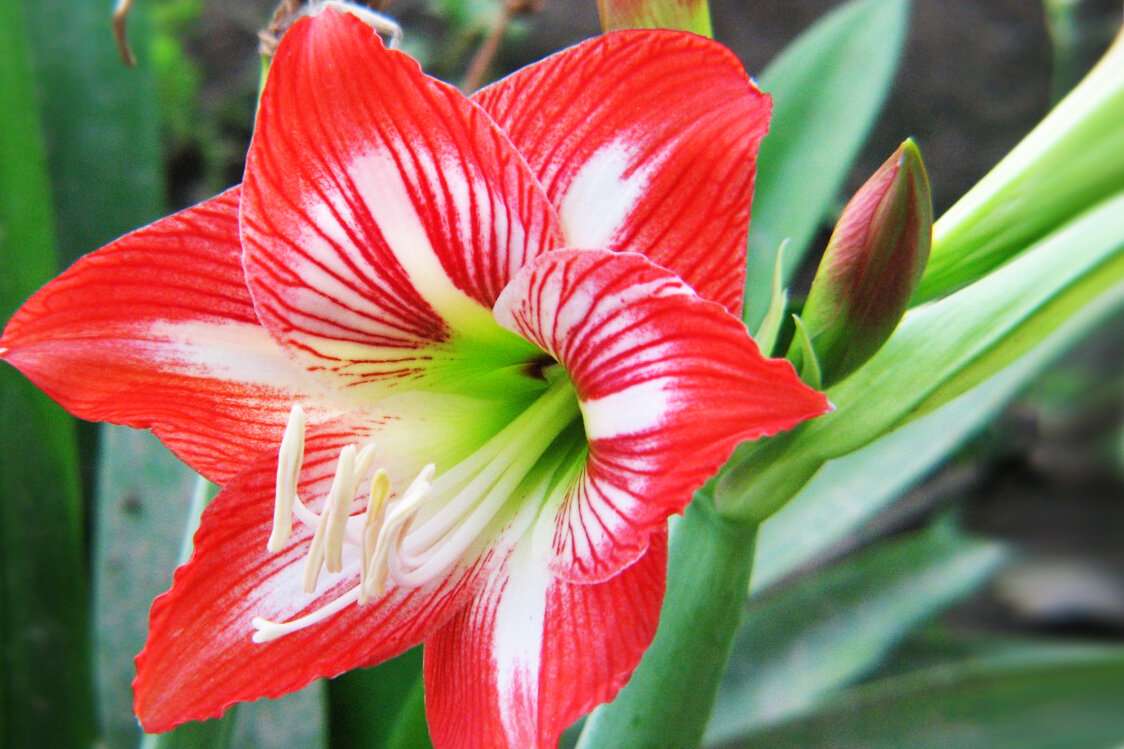 А это - гиппеаструм