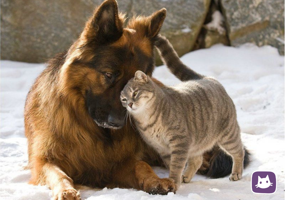 Кошки и собаки. Дружба кошки и собаки. Необычная Дружба животных. Дружба между животными. Кошка хороший друг