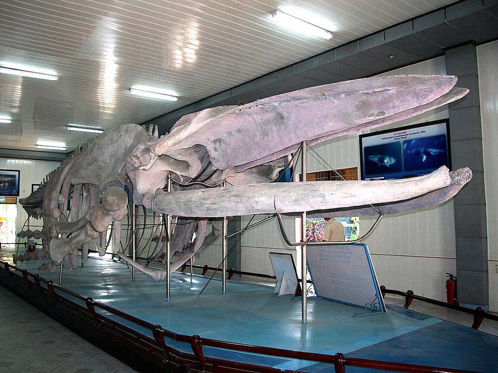 Действительно  впечатляющим и познавательным можно назвать океанографический музей.  Здесь можно полюбоваться живыми рыбами Южно-Китайского моря,  экзотическими представителями флоры и фауны азиатского региона. В залах  выставлено множество необычных экспонатов, в числе которых скелеты  крупных морских существ. Музей работает с 6:00 до 18:00.