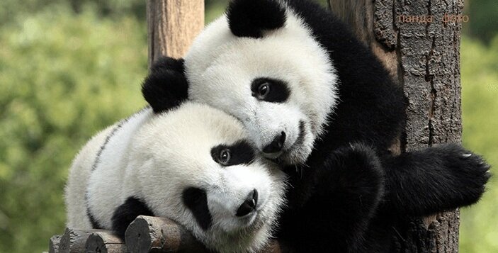 Кунг-фу панды