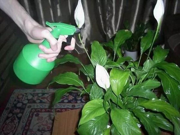 Янтарная кислота: отличный помощник в уходе за комнатными растениями. Особенности применения