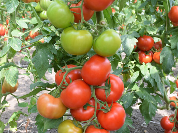 Сорта томатов для Воронежской области названия, фото, описание