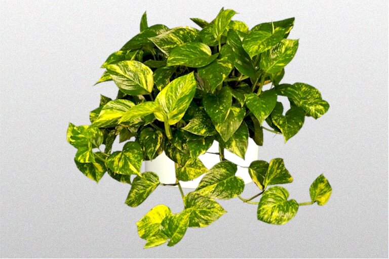 Эпипремнум золотистый Epipremnum Aureum