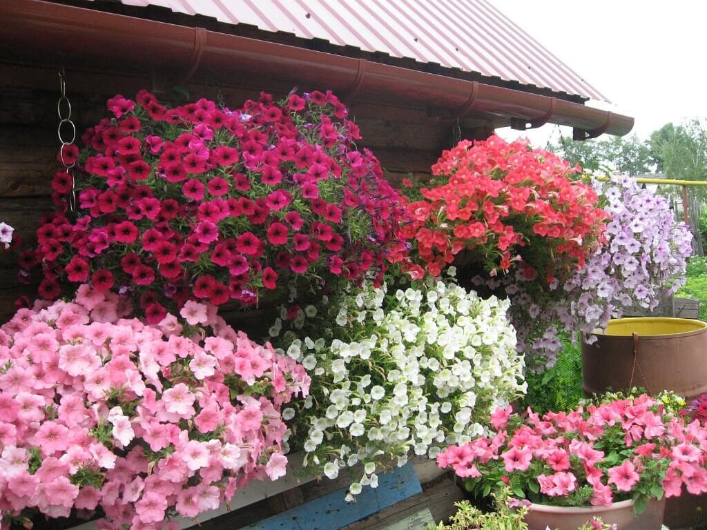 Вот такую вакханалию цветения можно создать, если вырастить всего шесть растений.