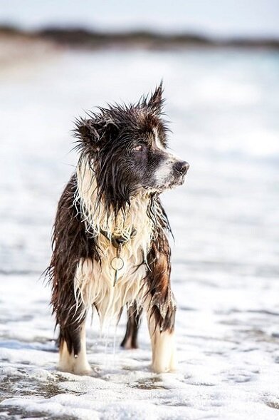 Псу из приюта: сюрприз - свой двор и приемная семья