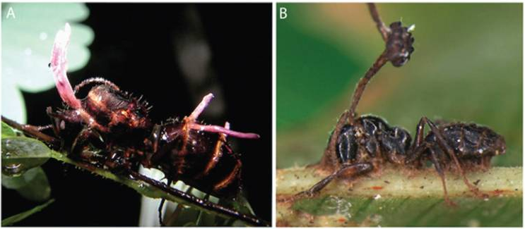 Harry C Evans, Simon L Elliot, and Robert W Barreto [CC BY-SA 2.5 (https://creativecommons.org/licenses/by-sa/2.5)]