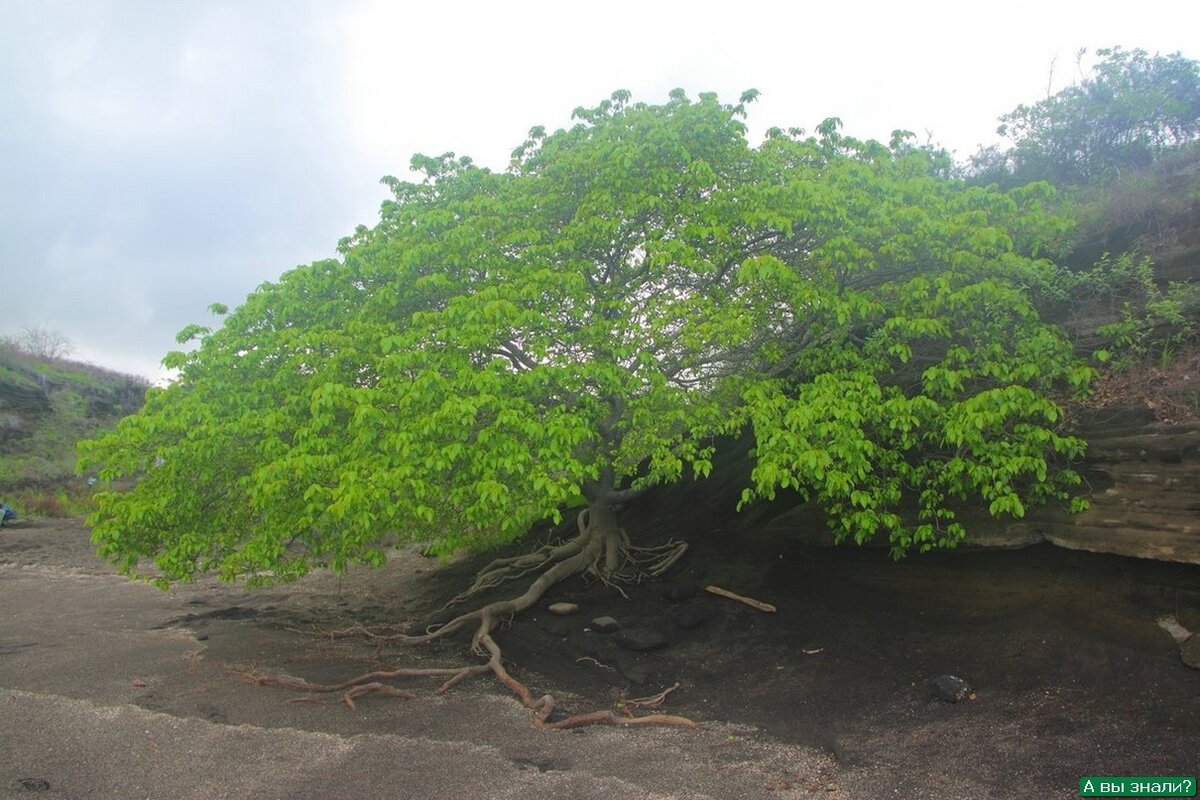 Манцинелла - дерево смерти. 
